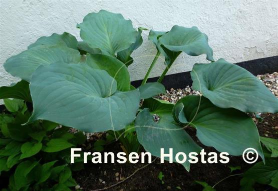 Hosta Moonlight Sonata