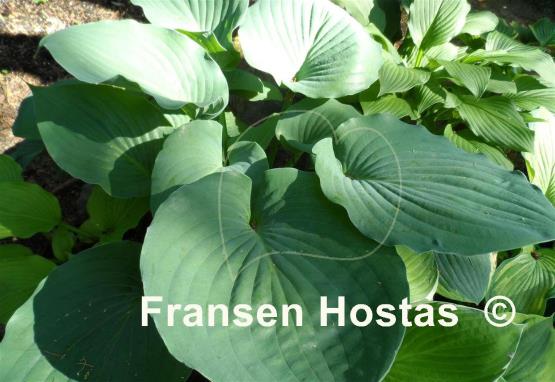 Hosta Moonlight Sonata