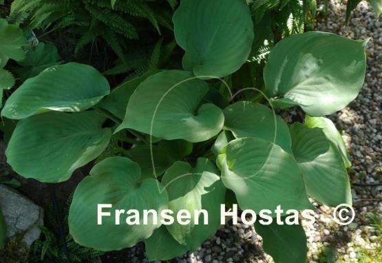 Hosta Moonlight Sonata