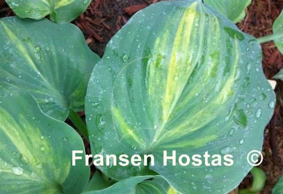 Hosta Moonlight Sonata streaked