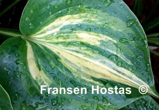 Hosta Moonlight Sonata streaked