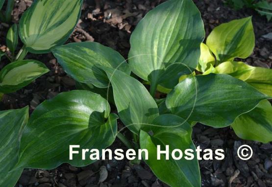 Hosta Moonlight Sonata streaked