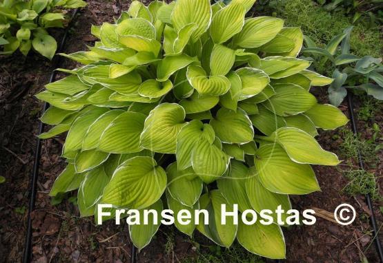 Hosta Moonlight
