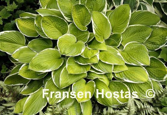 Hosta Moonlight