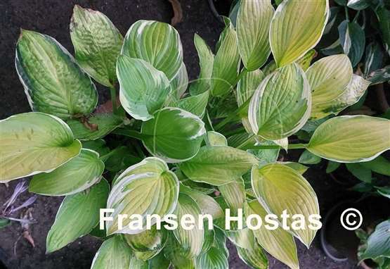 Hosta Moonlight