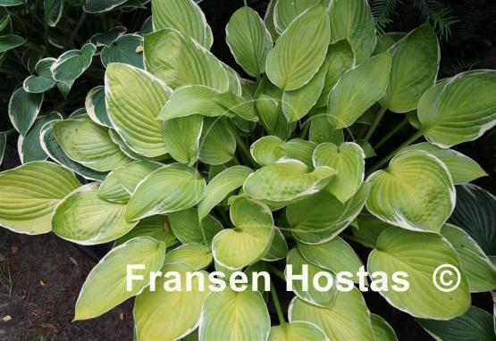 Hosta Moonlight