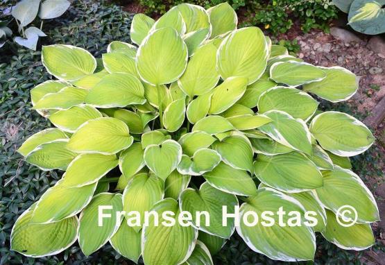 Hosta Moonlight