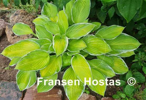 Hosta Moonlight