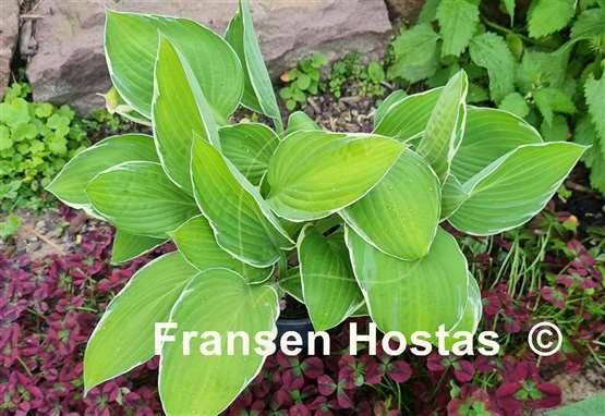 Hosta Moonlight