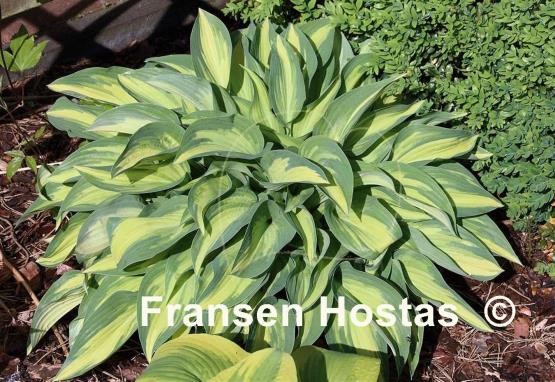 Hosta Moonstruck