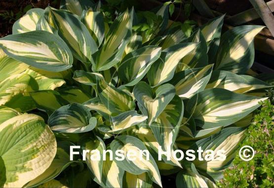 Hosta Moonstruck