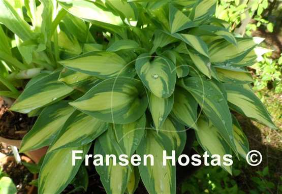 Hosta Moonstruck