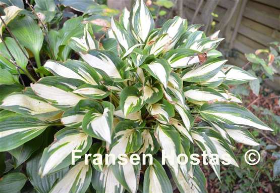 Hosta Moonstruck