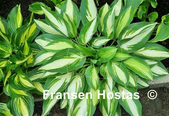 Hosta Moonstruck