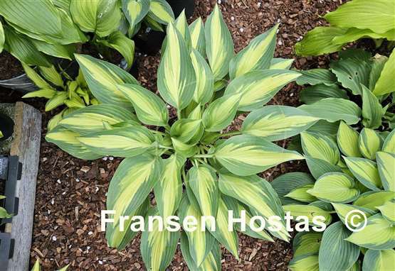 Hosta Moonstruck