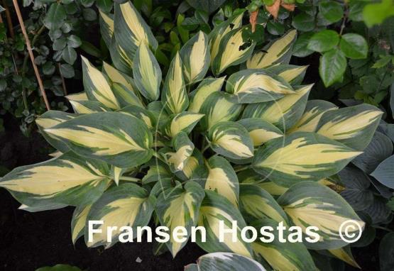 Hosta Moonstruck