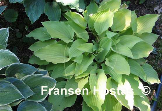 Hosta Morning Call