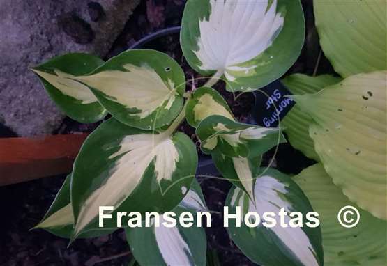 Hosta Morning Star