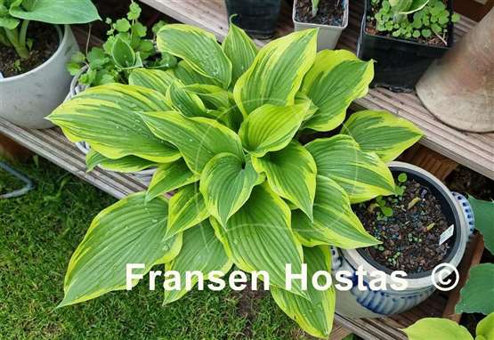 Hosta Morning's Glory