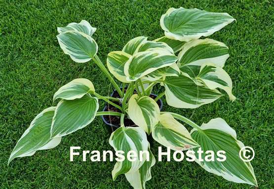 Hosta Morning's Glory