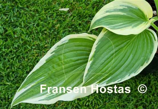 Hosta Morning's Glory
