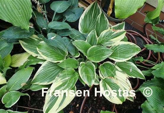 Hosta Morning's Glory