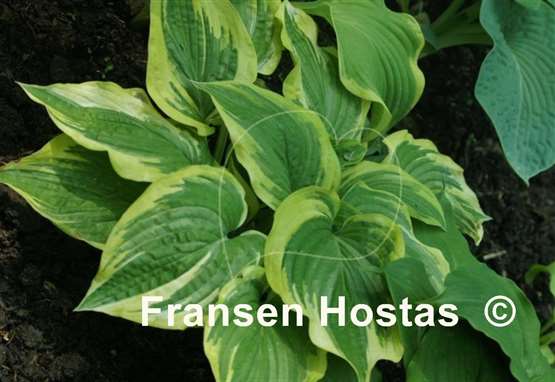Hosta Morning's Glory
