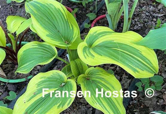 Hosta Morning's Glory