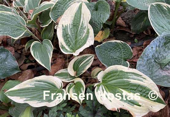 Hosta Morning's Glory