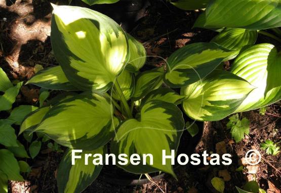 Hosta Morning Light