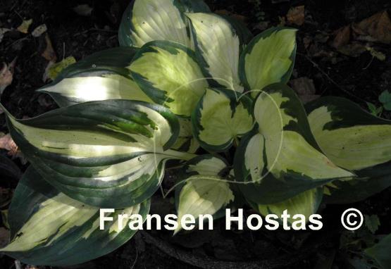 Hosta Morning Light