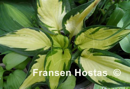 Hosta Morning Light