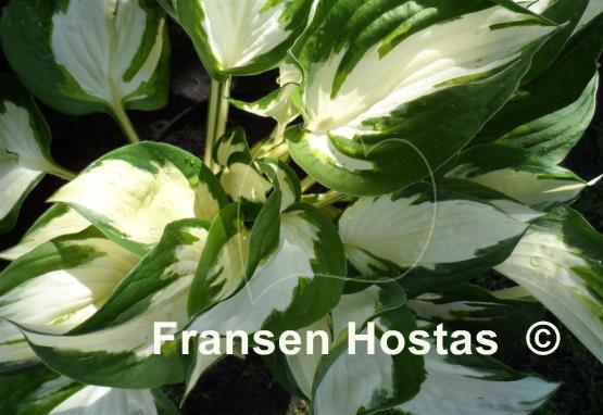 Hosta Morning Light