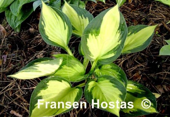 Hosta Morning Light