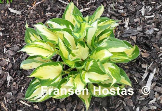 Hosta Morning Light