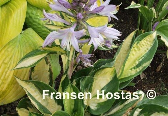 Hosta Morning Light