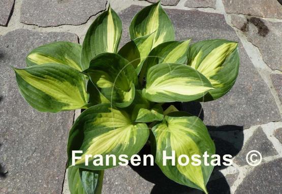 Hosta Morning Star