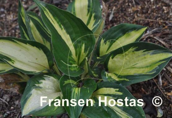 Hosta Morning Star