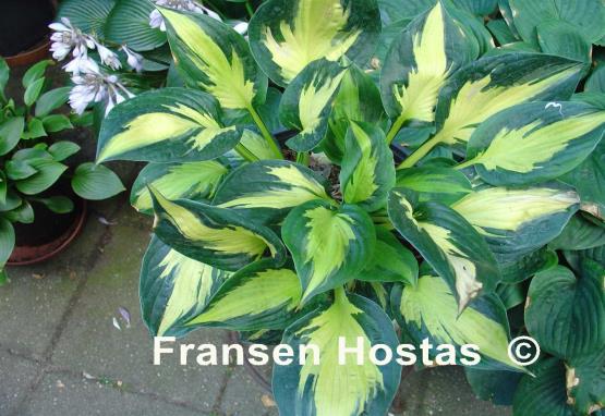 Hosta Morning Star