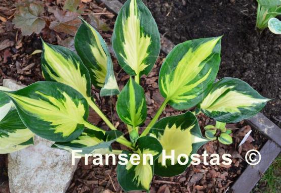 Hosta Morning Star