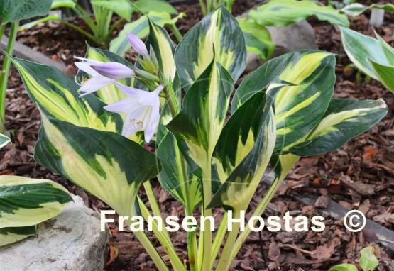 Hosta Morning Star
