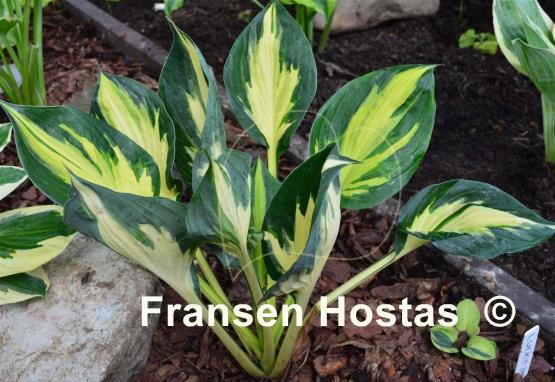 Hosta Morning Star
