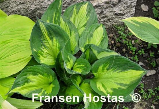 Hosta Morning Star