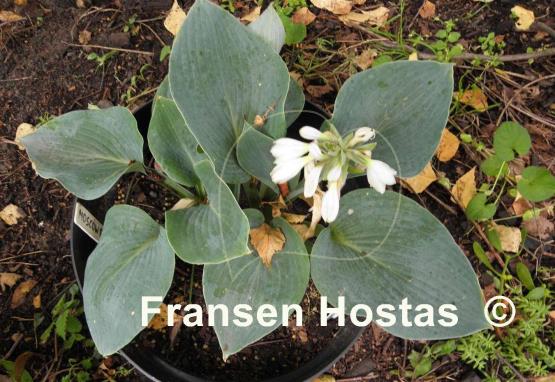 Hosta Moscow Blue