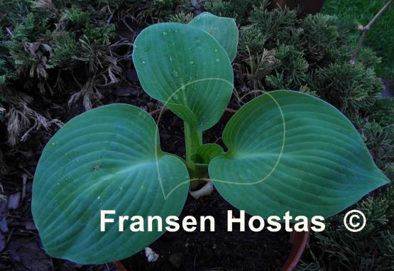Hosta Moscow Blue