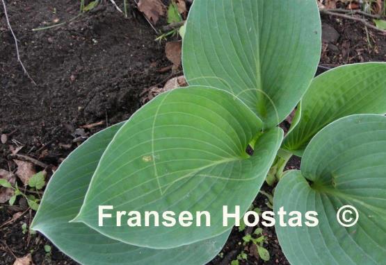 Hosta Moscow Blue