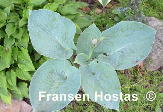 Hosta Moscow Blue