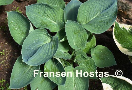 Hosta Moscow Blue