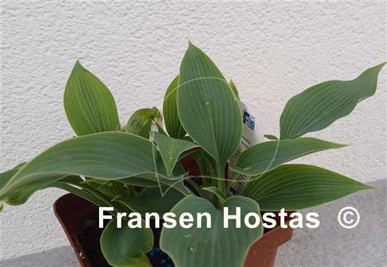 Hosta Mosel