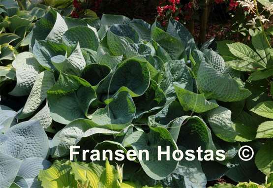 Hosta Most Popular FH Collection 2024